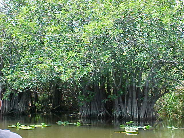 mangroves