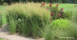 panicum